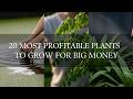 Most Profitable Plants to Grow for Big Money #herbalmedicine