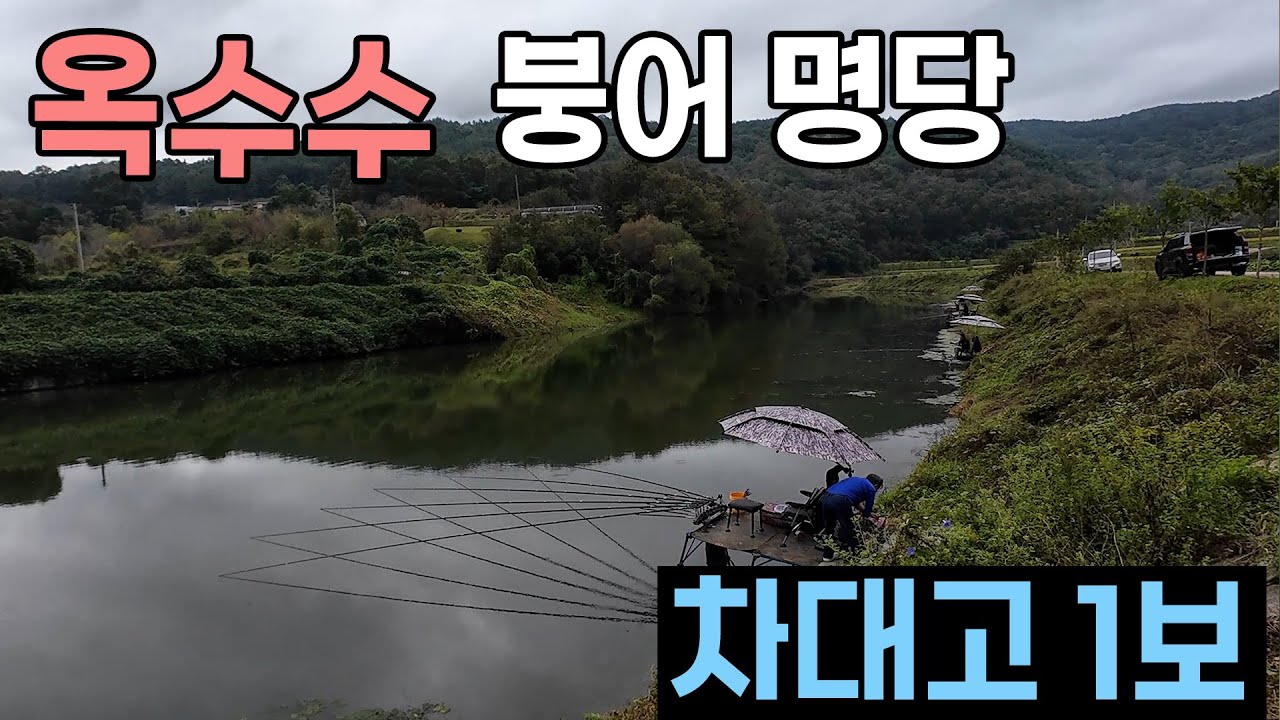 고기가 모이는 옥수수 붕어명당 차대고 1보 붕어낚시