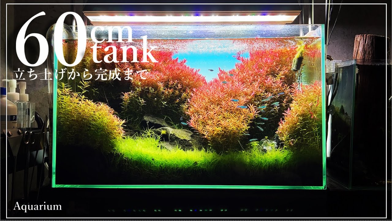 水草で立体感を出す【立ち上げ〜完成まで】