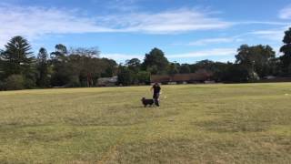 Flipping disc dogs first comp freestyle skills
