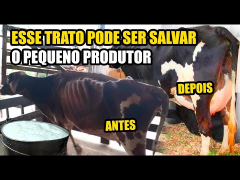 Vídeo: Quando e como regar pepinos