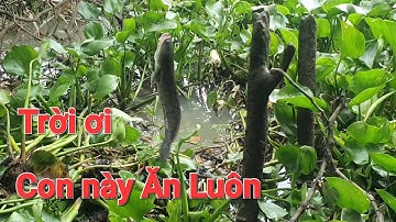 Câu Cá Rô Trê/Cái đầu Rạch đụng hàng Hugo cá ăn đi nỗi .@Teovlog99#cauca