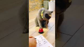 genius cat 😂😂 #shorts #viral #cat #funny #fyp