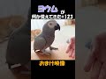 ヨウムが何か覚えてきた#123