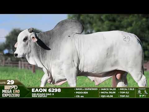 LOTE 29