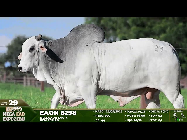 LOTE 29