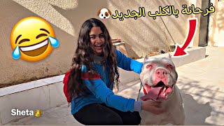 عملت مفاجأة ل دانا اختي (كلب احلامها) بكت لما عرفت انو مقلب