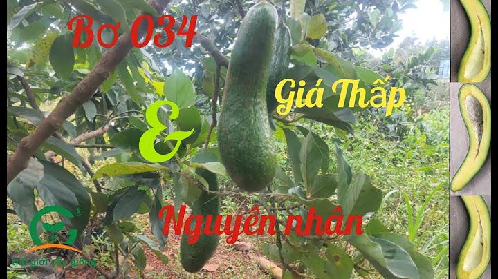 Bơ bu t gia bao nhiêu ơ tây nguyên