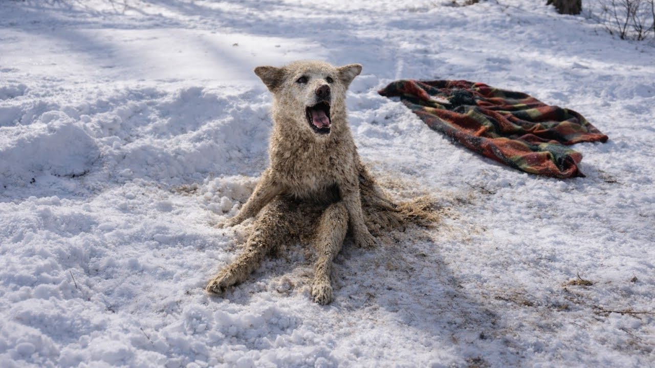 She Lay Paralyzed Under the Snow for a Week... Crying Without Anyone Hearing Her