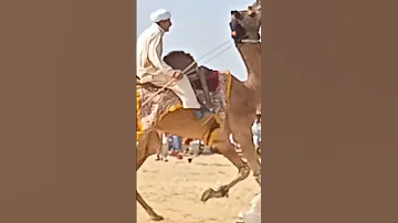 Kamel Dance In Rohi Cholistan 