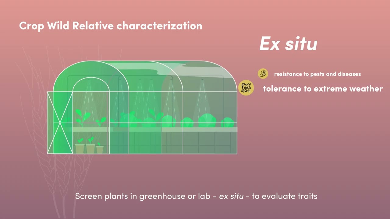 COUSIN video - #3: The characterization of Crop Wild Relatives unveiled