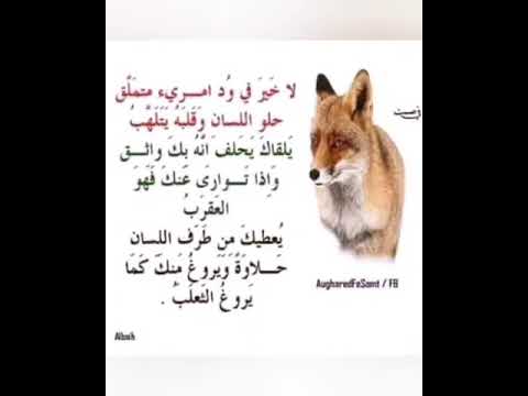 حلو اللسان وقلبه متلهف