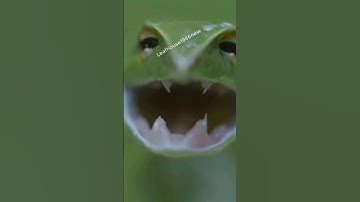 Khoảng khắc đẹp về loài rắn lục kim | @thegioiran