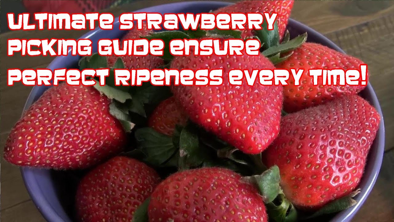 Ultimate Strawberry Picking Guide Ensure Perfect Ripeness Every Time ...