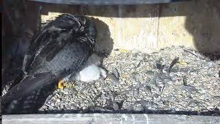 Main Camera - 05/17/26