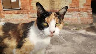 Very gorgeous Cat. (Spotted outside Lowden Church, Chippenham.)