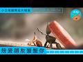 【國際短片精選－殼愛朋友蟹蟹你】新家在哪裡？寄居蟹找殼大冒險！｜小公視