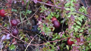 Cranberry/żurawina-krzewinka owocowa/small fruit shrub[ENG SUB]