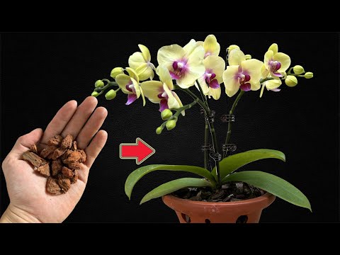 Video: Qiymətli səhləblər. Orkide növləri. Ağ orkide: evdə qulluq