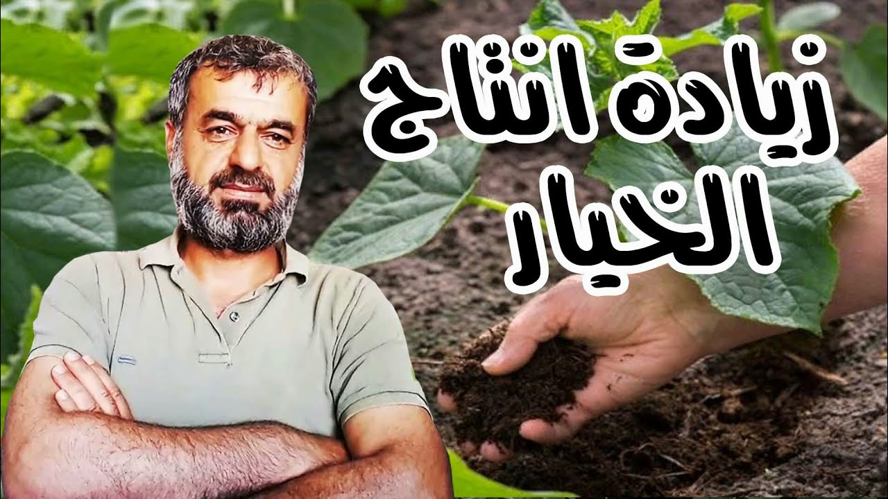 طريقة زيادة الانتاج الخيار