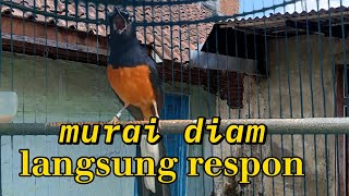 Download Lagu PANCINGAN MURAI GACOR MANGGIL LAWAN COCOK UNTUK MURAI DIAM AGAR CEPAT BUNYI DAN GACOR MP3 Download Lagu PANCINGAN MURAI GACOR MANGGIL LAWAN COCOK UNTUK MURAI DIAM AGAR CEPAT BUNYI DAN GACOR MP3