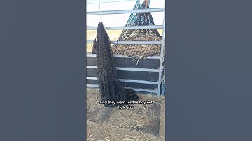Different hay types and their palatability require different hay net hole sizes