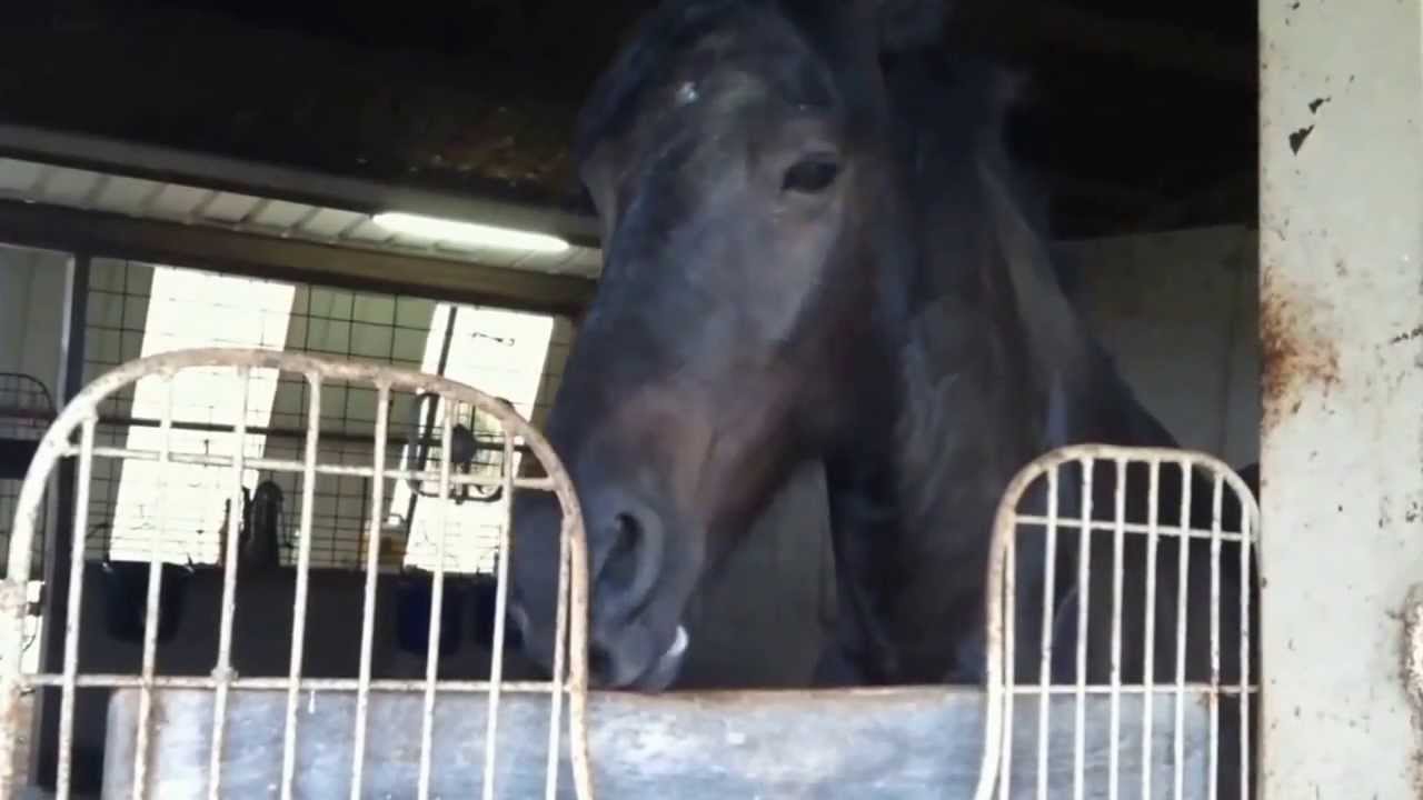 Equine Happy Birthday Trot YouTube Equine Happy Birthday Trot YouTube