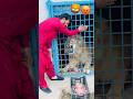 Lion attack me 😱 #lion #tigerspotted #wildcats #animals #wildliferescue #bigcats #tiger #short 😭😭
