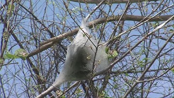 Do you know what is causing these tree webs?