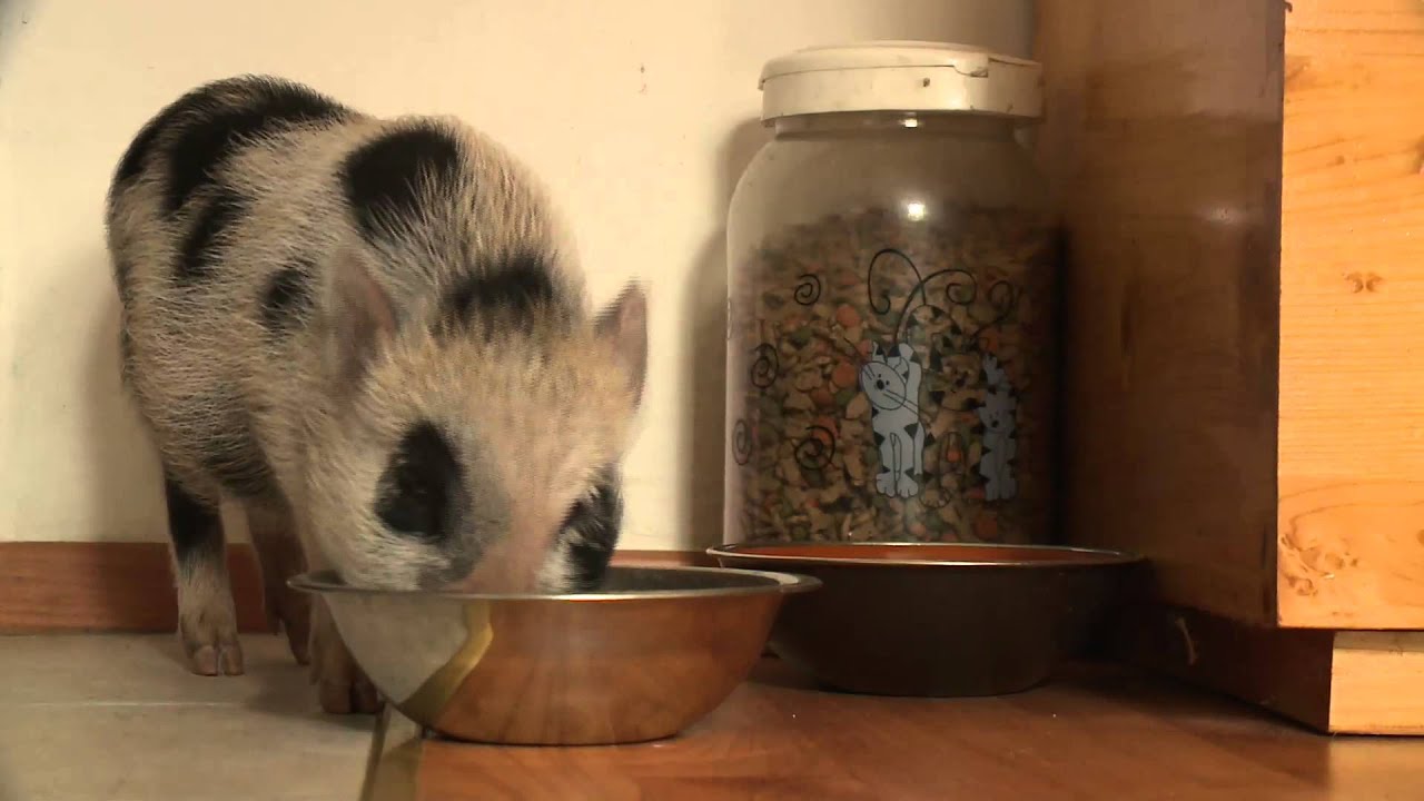 Nov dom za vietnamske prašičke