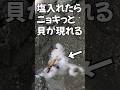 砂浜の穴に塩入れたら巨大な貝が生えてくるマテ貝掘りシーズン