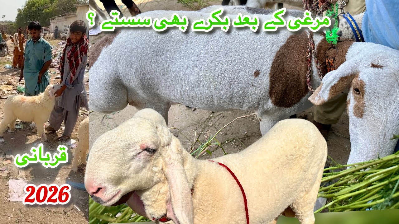 Lalukhet Sunday Market Prices Update 26 October 2025 || Karachi Bakra Mandi || Qurbani 2026