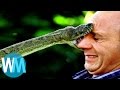 Top 10 des serpents les plus DANGEREUX du monde !