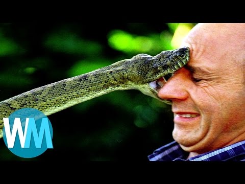 Vidéo: Quel Est Le Serpent Le Plus Dangereux De La Planète