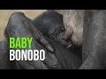 Twycross Zoo Announces The Arrival Of A New Baby Bonobo, The First To Be Born In The UK Since 2019