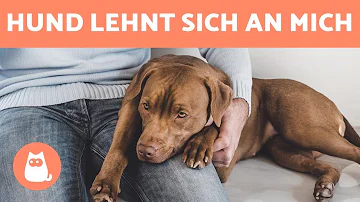 Was bedeutet es wenn mein Hund sich an mich lehnt?