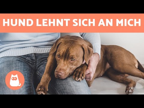 Video: Warum wird meine Hündin devot, wenn ich sie streichle?