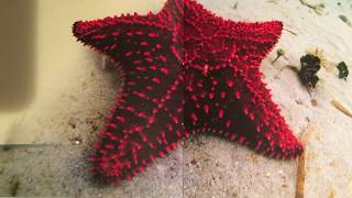 Sea Stars - Shared Reading - Day 2