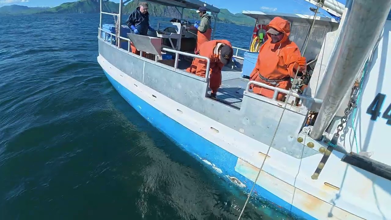 We Broke the Groundline! 😱 Part 1 - Alaska Halibut Longlining on the Emerald Isle