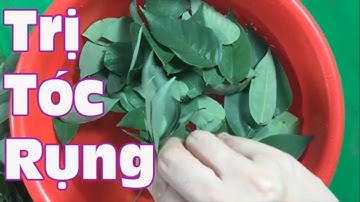 Chữa rụng tóc kích thích mọc tóc nhanh và chắc khỏe chỉ sau 1 tuần bằng nắm lá khế [Sức khỏe]