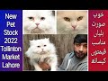 Tollinton Market | Pets In Lahore | Cats Rates 2022 | Pet Rates 2022 | Animals Market Lahore