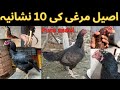 How To Identify Pure Aseel Breeder Hen Aseel Murgi Ki10 Nishania Dekh Kr Murgi Lena How To Identify Pure Aseel Breeder Hen Aseel Murgi Ki10 Nishania Dekh Kr Murgi Lena