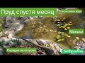 Пруд с чистой водой спустя месяц