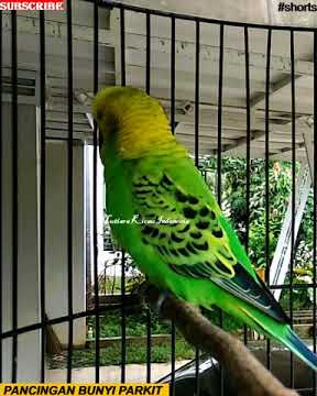 #shorts PARKIT GACOR !! FULL ISIAN PANCINGAN burung parkit jantan memanggil betina agar bunyi gacor