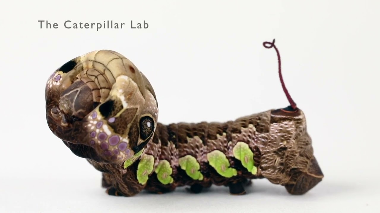 Gaudy Sphinx caterpillar wags its tail