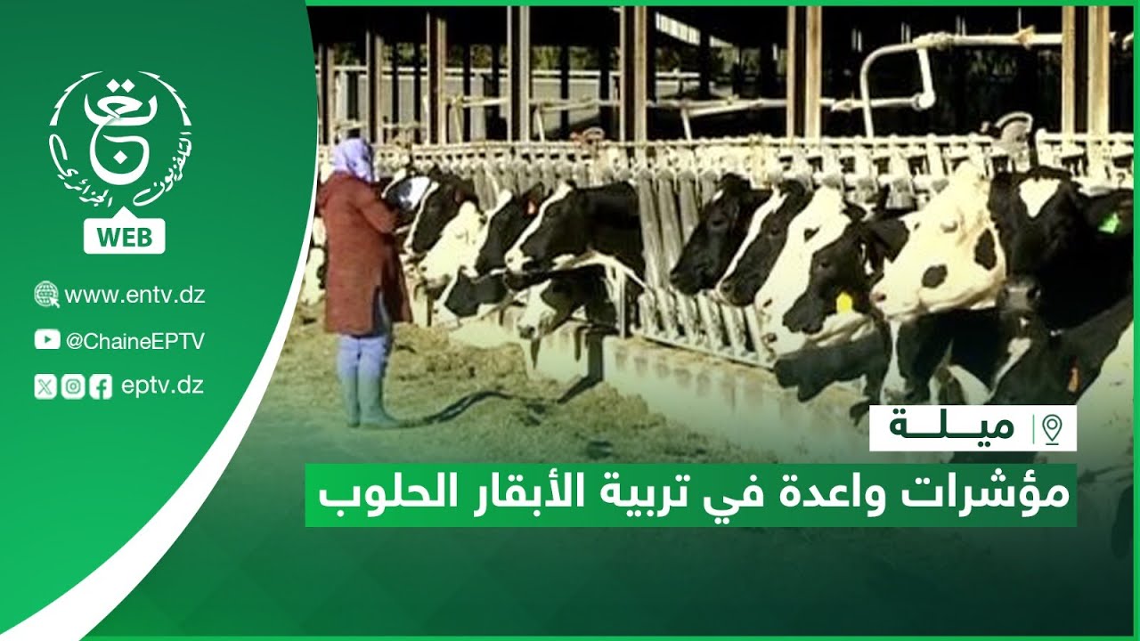 ميلة: مؤشرات واعدة في شعبة تربية الأبقار الحلوب
