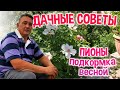 ДАЧНЫЕ СОВЕТЫ - ПИОНЫ. СЕКРЕТЫ ПЫШНОГО И МОЩНОГО ЦВЕТЕНИЯ.