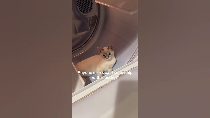 Watch the video about Pretty kitty🥰 #cat #kitty #kitten