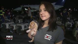 Animals rescued from Puerto Rico arrive in Georgia