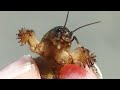 オケラ(ケラ)を捕まえたらやってほしい事 Mole cricket